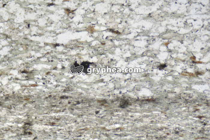 Schiste sédimentaire LPNA x50 - gryphea.org